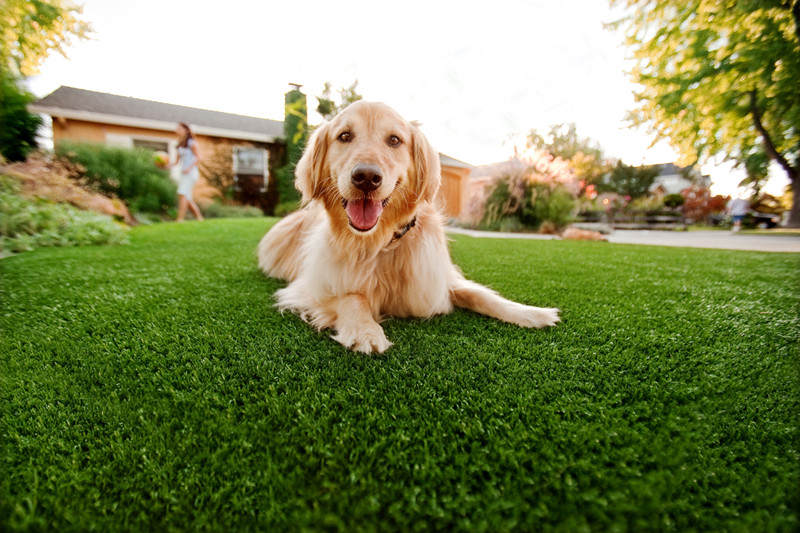 Dogs Grass Lawn