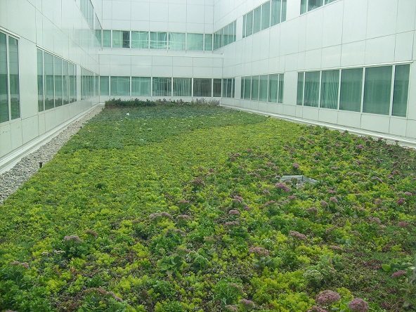 Why Choose Green Roof Design