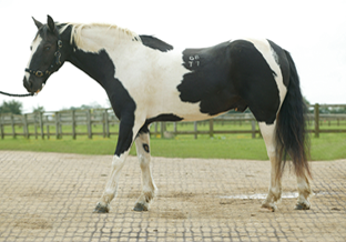 horse stall flooring systems