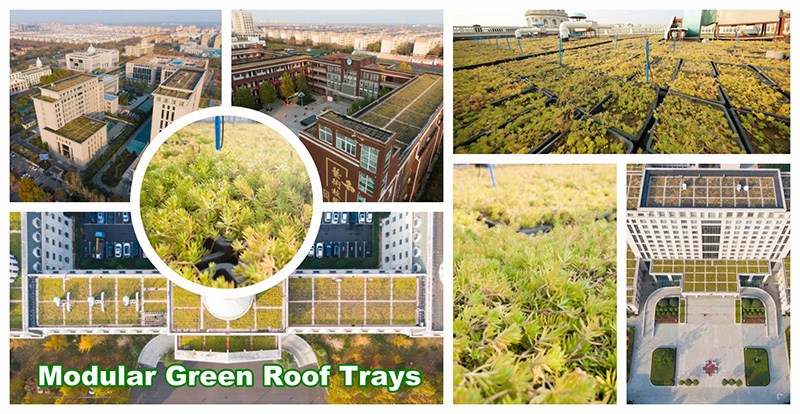 The Future of Urban Greenery: Introducing LEIYUAN's Modular Green Roof Systems