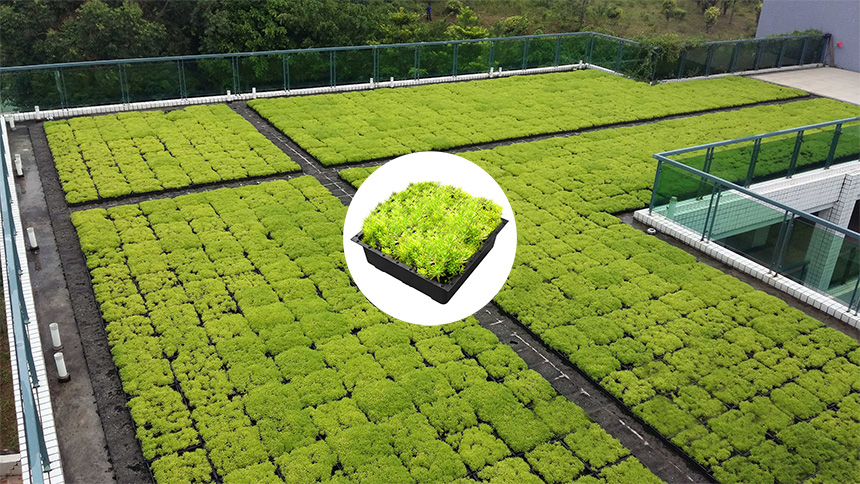 Join a gardener's journey in selecting the perfect plants for rooftop greening and learn how LEIYUAN's Green Roof Trays can transform your urban space into a thriving green haven.