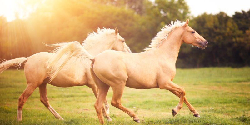Do You Know Horse's Dream?