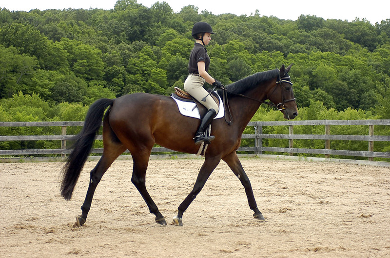 Riding Arenas Grid System from Leiyuan Company